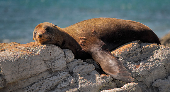 New Zealand Fur Seal 2