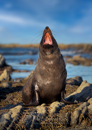 New Zealand Fur Seal 1
