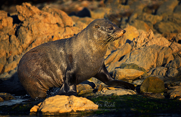 New Zealand Fur Seal 4