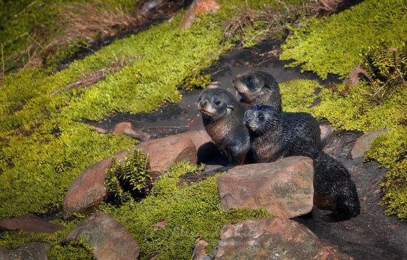 New Zealand Fur Seal 9