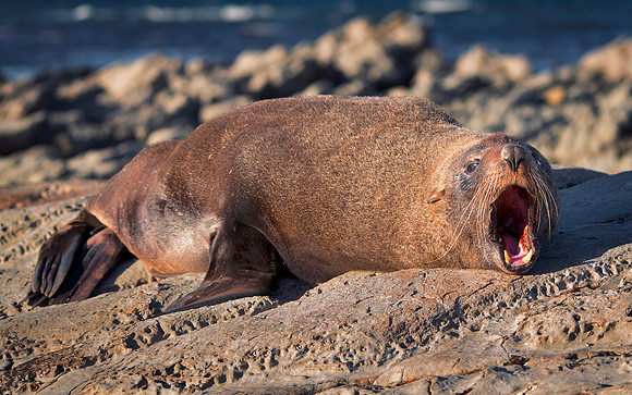 New Zealand Fur Seal 3