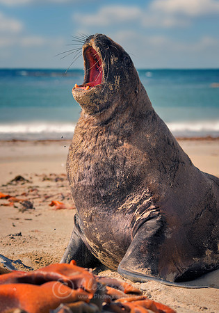 New Zealand Fur Seal 5