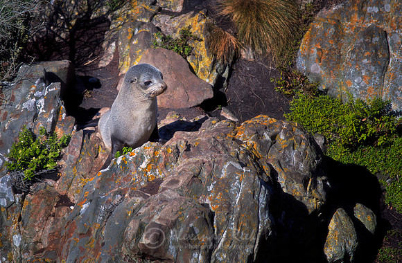 New Zealand Fur Seal 8