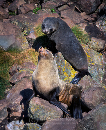 New Zealand Fur Seal 6