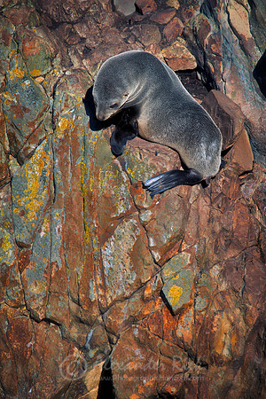 New Zealand Fur Seal 7