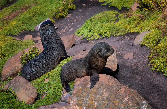 New Zealand Fur Seal 10
