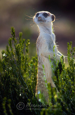 Suricate 1