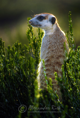 Suricate 3