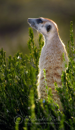 Suricate 2