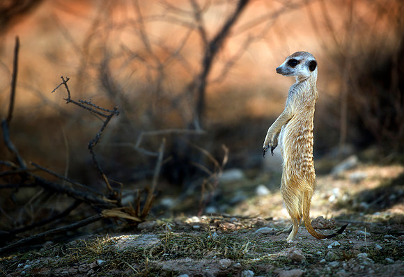 Suricate 5