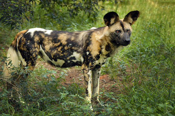 Wild Dog