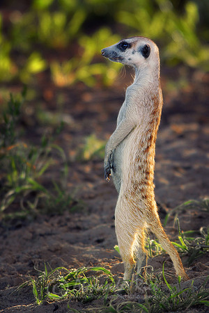 Suricate 4