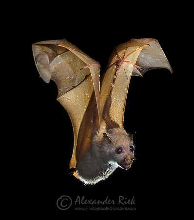 Tube-Nosed Bat 1