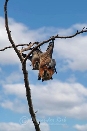 Flying Fox