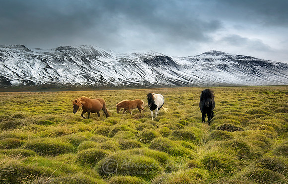 Icelandic Horse 3