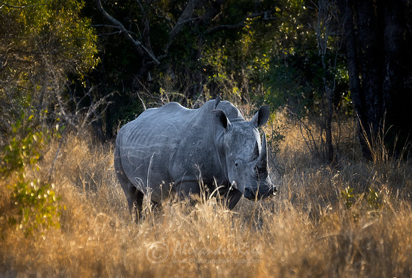 White Rhinoceros