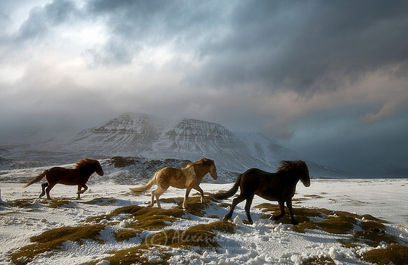 Icelandic Horse 4