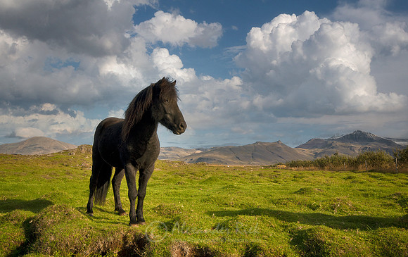 Icelandic Horse 2