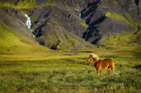 Icelandic Horse 1