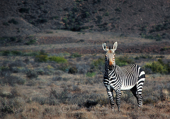 Mountain Zebra 1