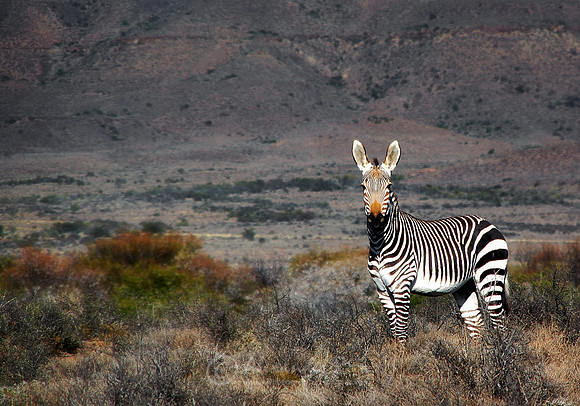 Mountain Zebra 2