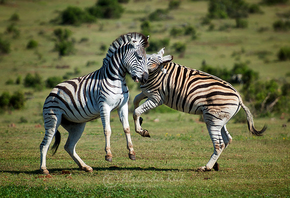 Plains Zebra 3