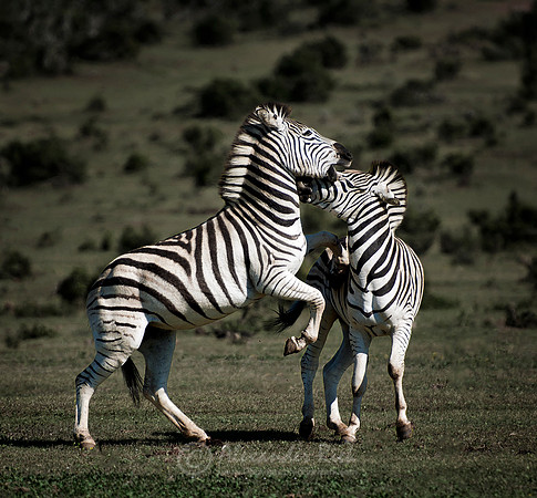 Plains Zebra 4
