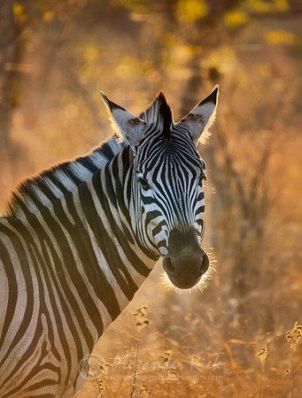 Plains Zebra 2