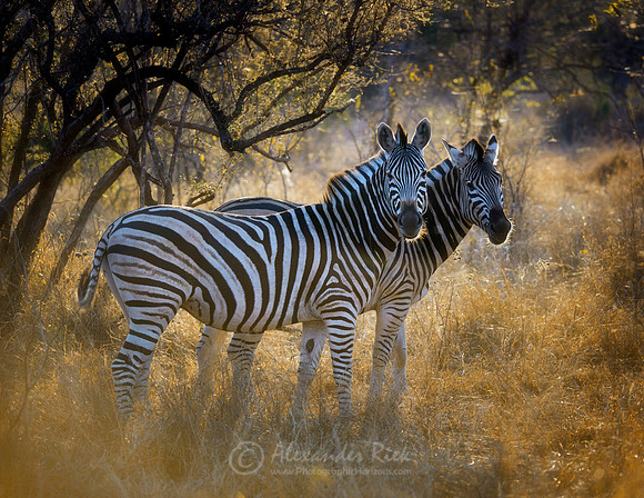 Plains Zebra 1