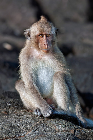 Macaque 2