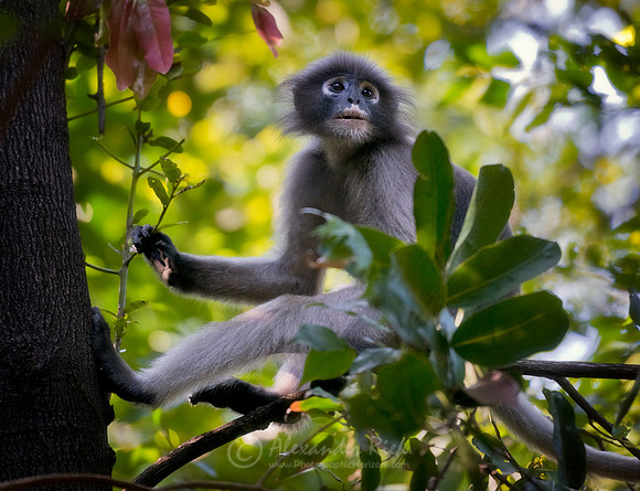Dusky Langur 2