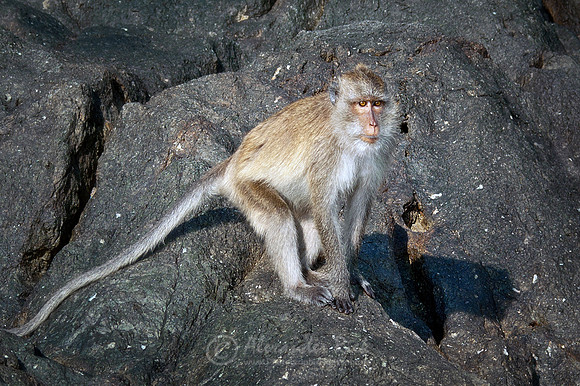 Macaque 3