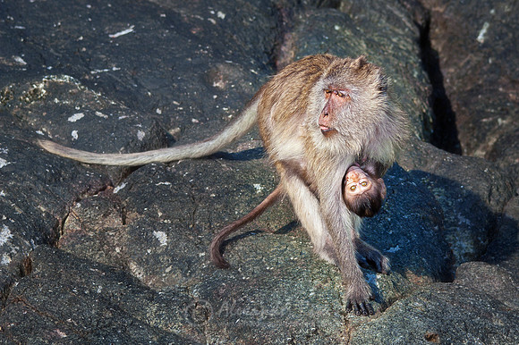 Macaque 4
