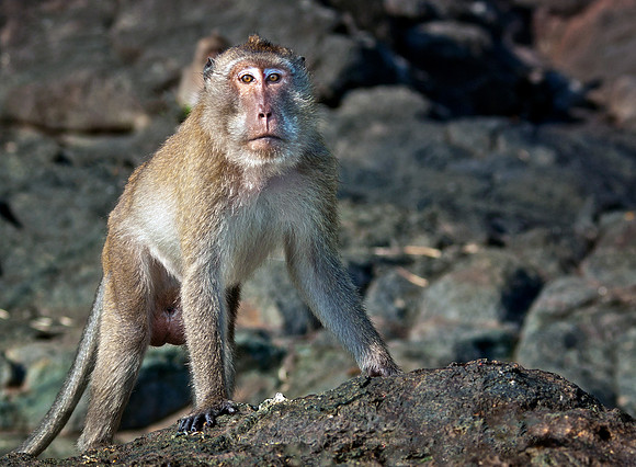 Macaque 5