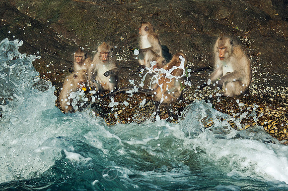 Macaque 1
