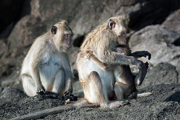 Macaque 6
