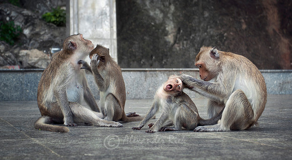 Macaque 7