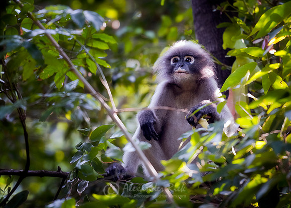 Dusky Langur 1