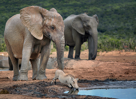 African elephant 16