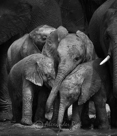 African elephant 10