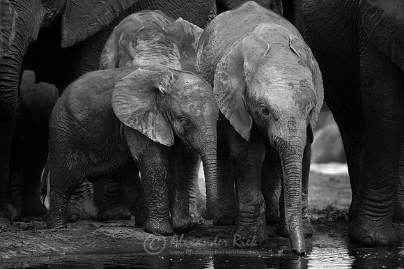 African elephant 11