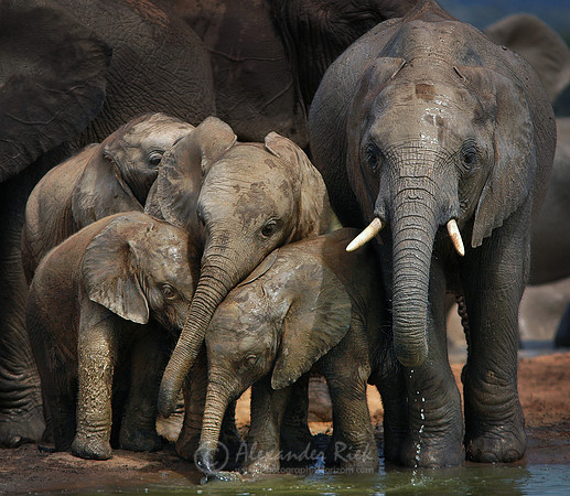 African elephant 7