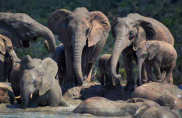 African elephant 18