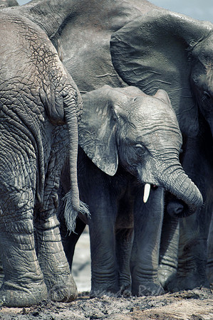 African elephant 12