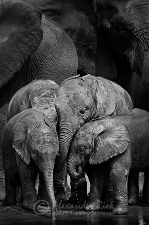 African elephant 9