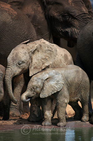 African elephant 4