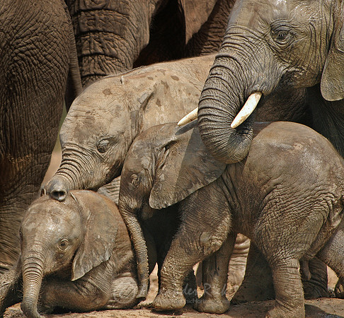 African elephant 6