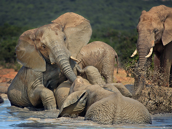 African elephant 17