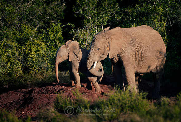 African elephant 20
