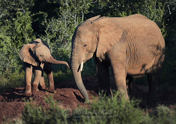 African elephant 19